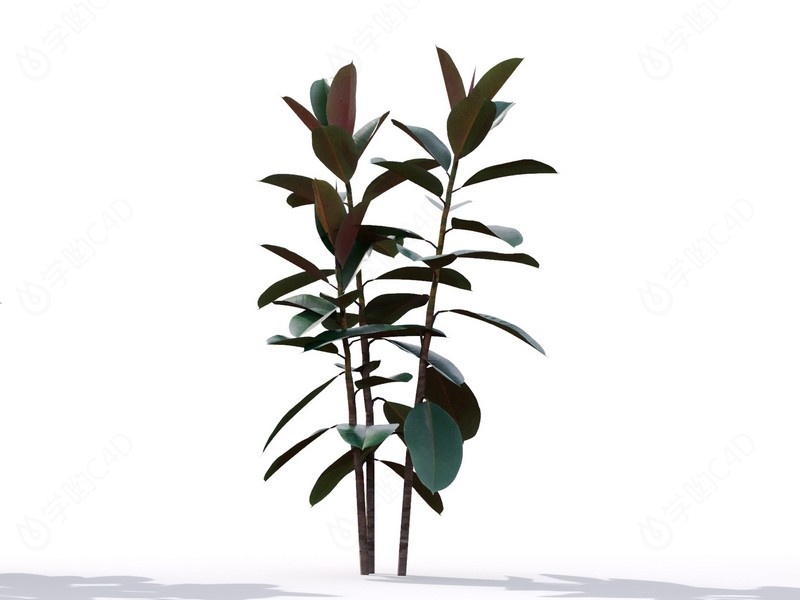 现代植物绿植热带植物家种树印度榕橡皮树榕树桑树C4D模型