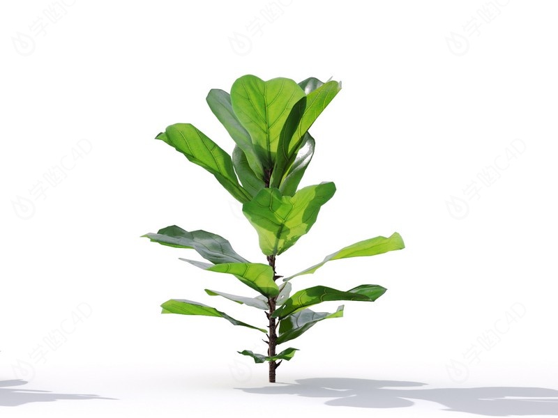 现代植物绿植热带植物家种树榕树桑树大琴叶榕	C4D模型
