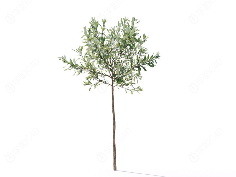 现代植物绿植热带植物家种树榕树桑树树枝松树枝叶白千层C4D模型