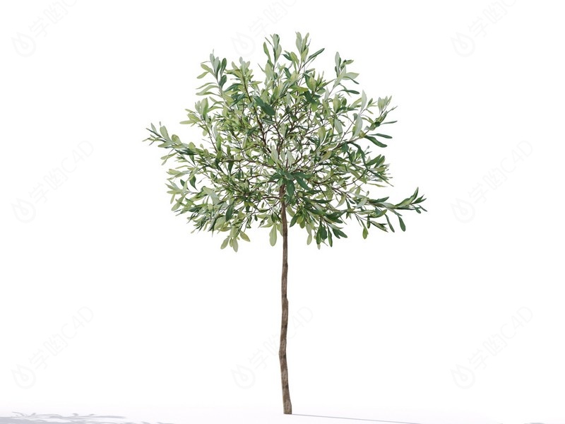 现代植物绿植热带植物家种树榕树桑树树枝松树枝叶小树树枝C4D模型