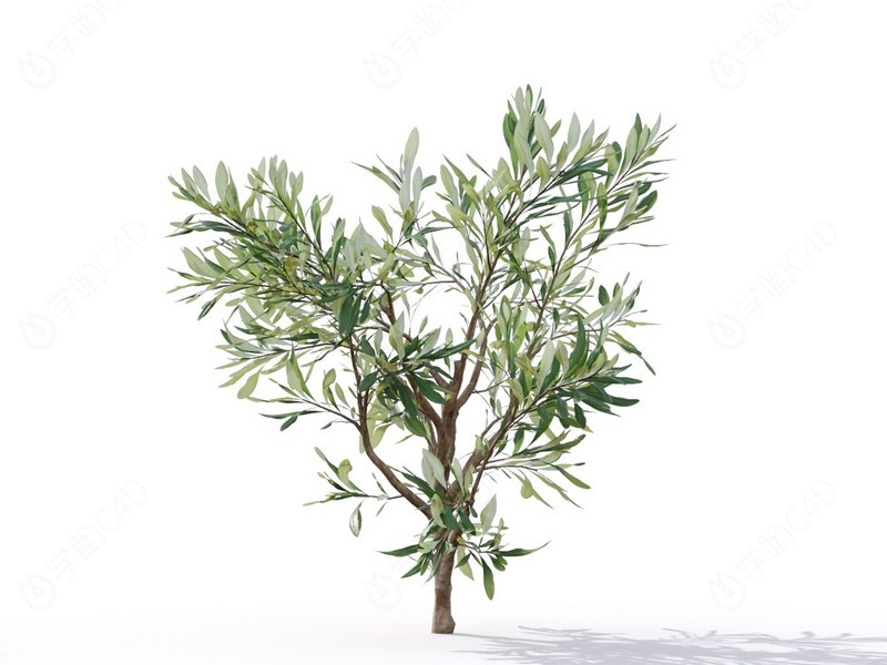 现代植物绿植热带植物家种树榕树桑树树枝松树枝叶橄榄树枝C4D模型