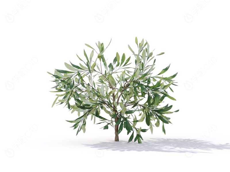 现代植物绿植热带植物家种树榕树桑树树枝松树枝叶小树枝银桦树C4D模型
