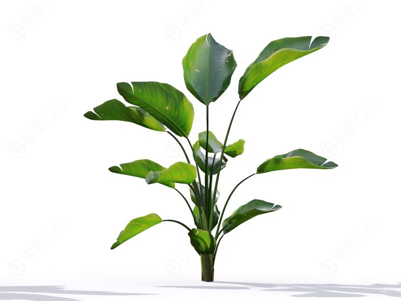 现代植物绿植热带植物家种树树枝叶小树枝鹤望兰C4D模型