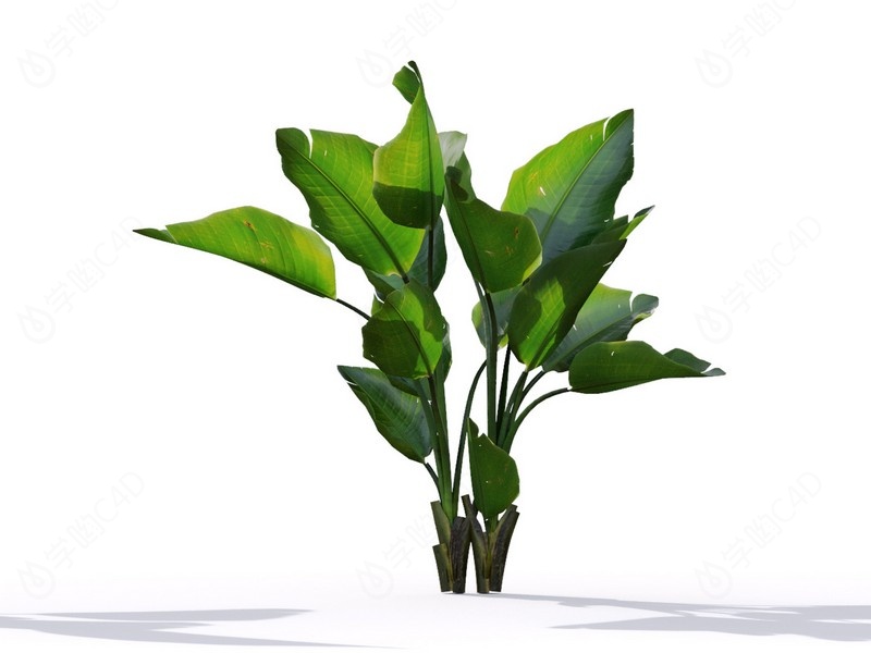 现代植物绿植热带植物家种树树枝叶小树枝鹤望兰芭蕉C4D模型