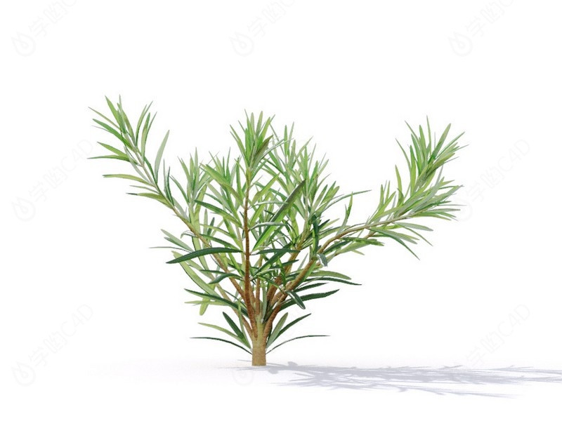 现代植物绿植热带植物家种树树枝叶小树枝迷迭香夹竹桃罗汉松C4D模型