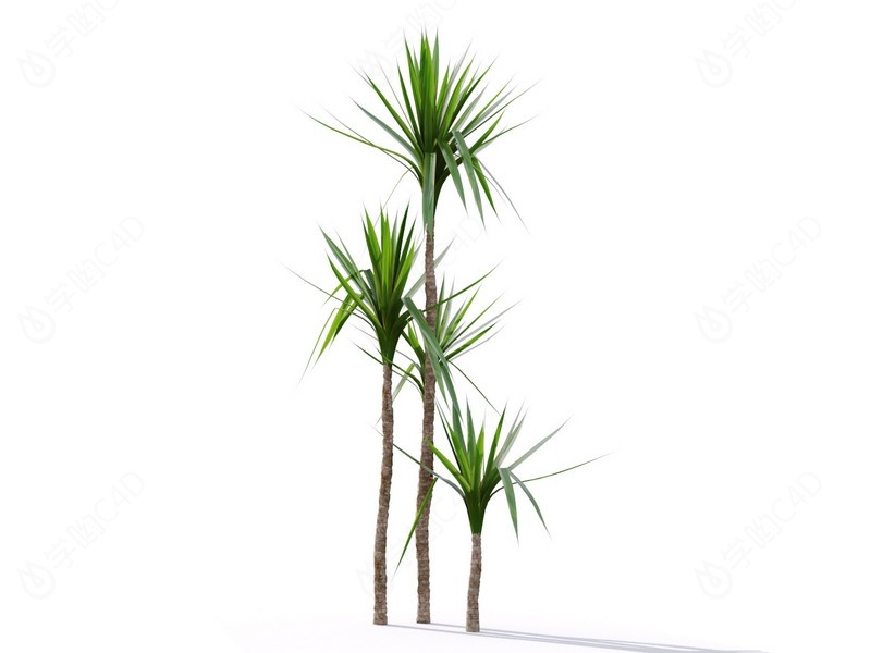 现代植物绿植热带植物家种树树枝叶小树枝树木千年木椰子树C4D模型