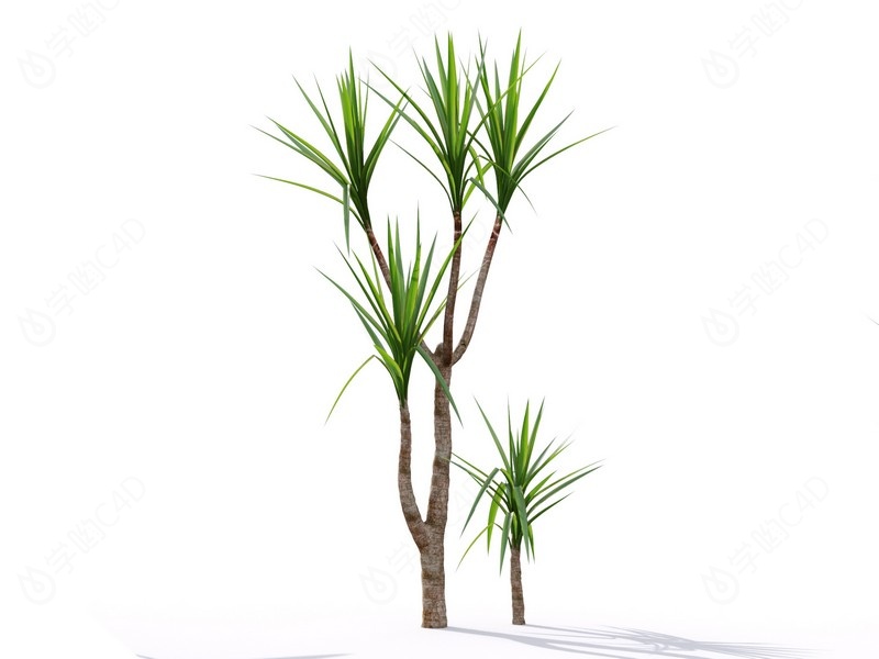 现代植物绿植热带植物家种树树枝叶小树枝树木千年木椰子树C4D模型