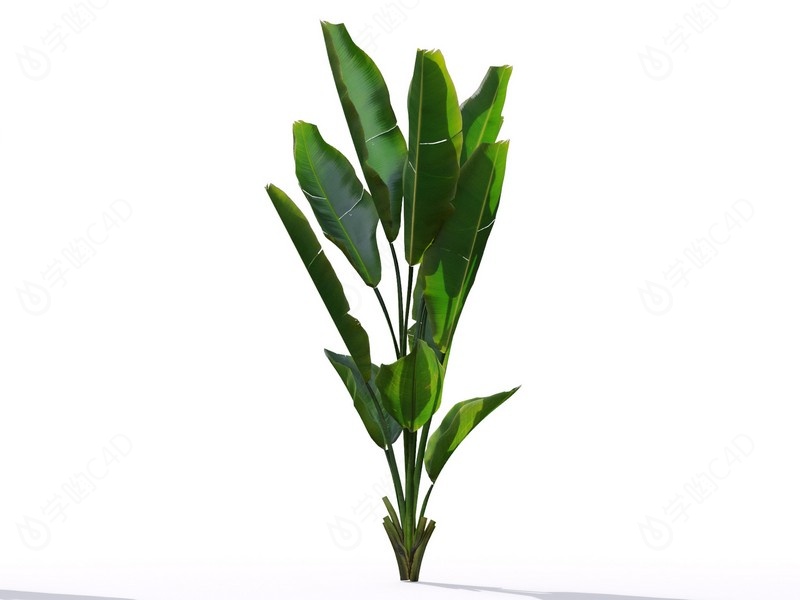 现代植物绿植热带植物家种树树枝叶小树枝大叶绿植鹤望兰芭蕉叶C4D模型