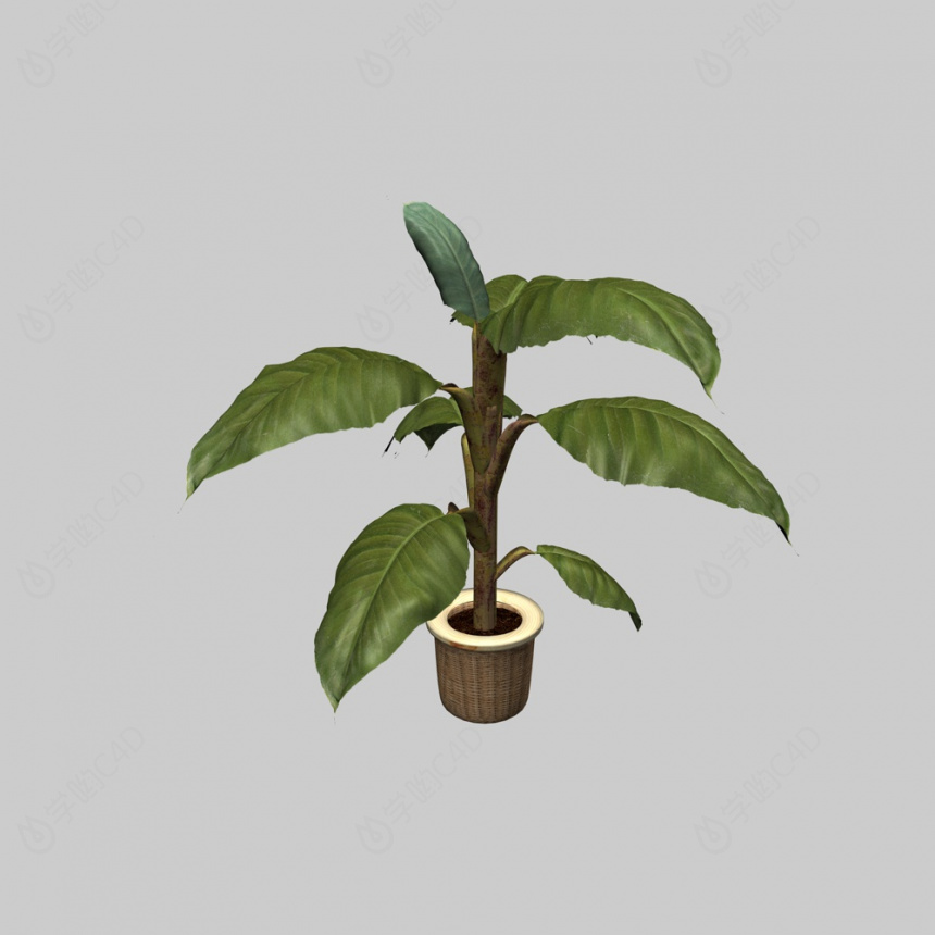 植物绿植盆栽芭蕉C4D模型
