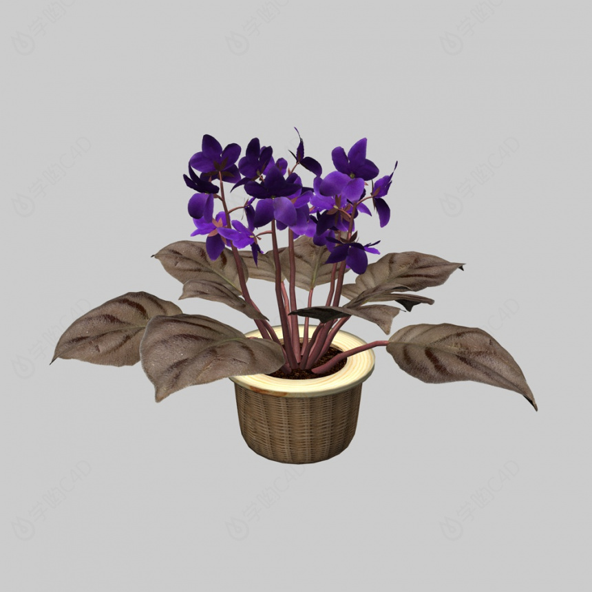 植物绿植盆栽非洲紫罗兰C4D模型