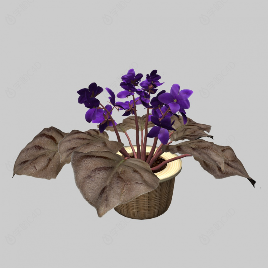 植物绿植盆栽非洲紫罗兰C4D模型