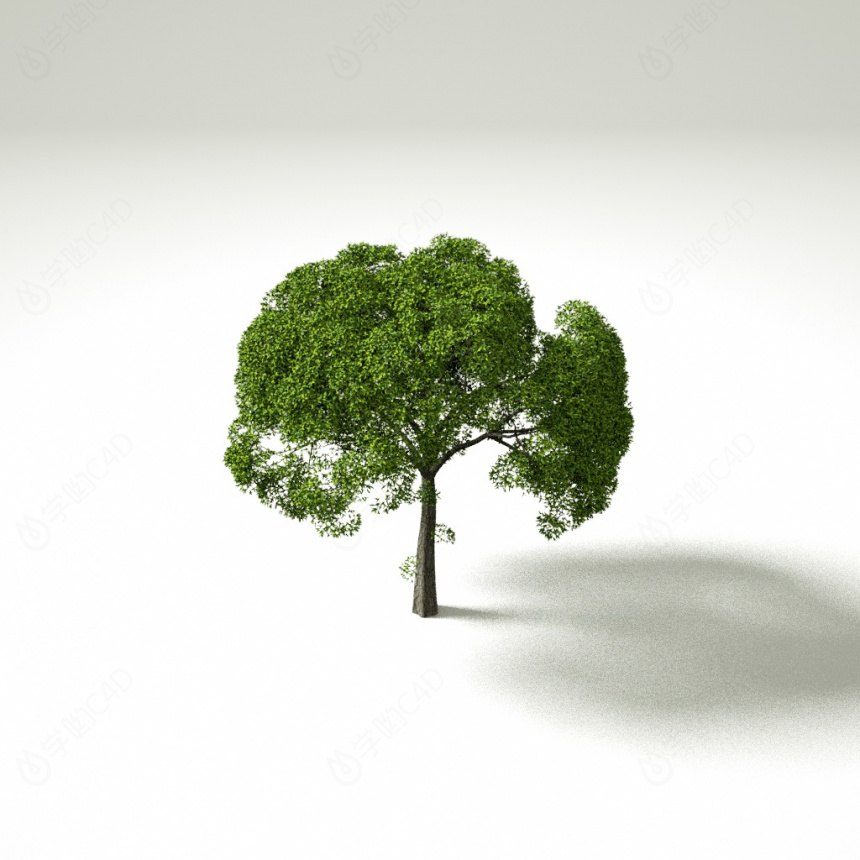 大树植物C4D模型