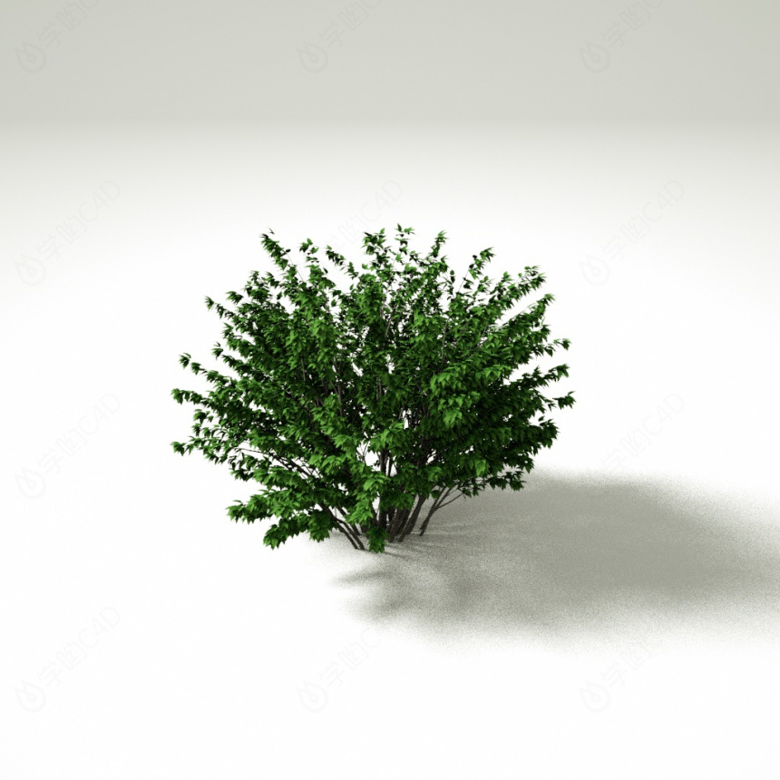 灌木丛植物C4D模型