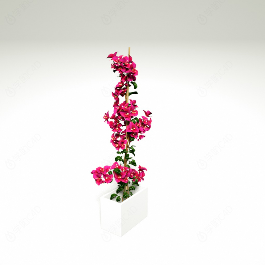 红花植物花朵C4D模型
