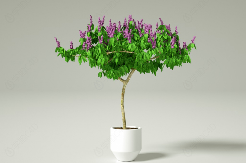 植物树盆栽藿香C4D模型