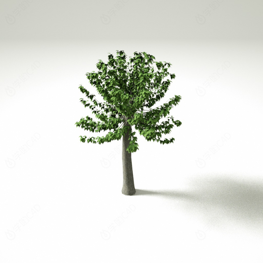 杨树树木植物C4D模型