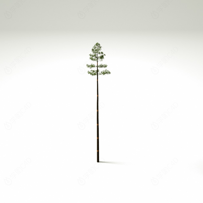 松树树木植物C4D模型
