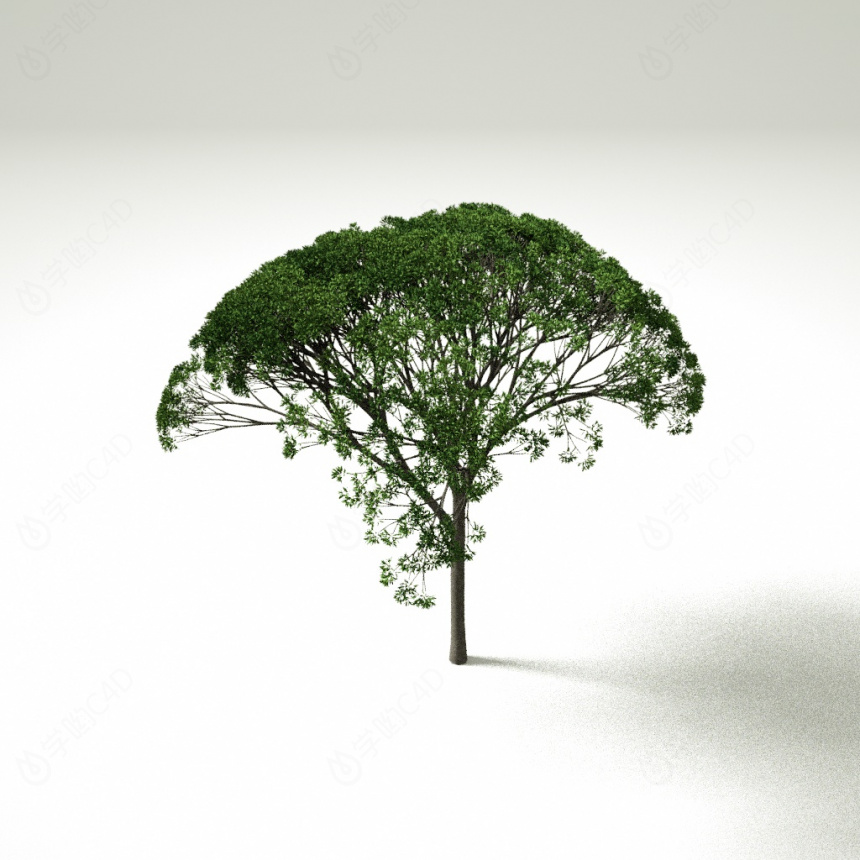 树木植物C4D模型