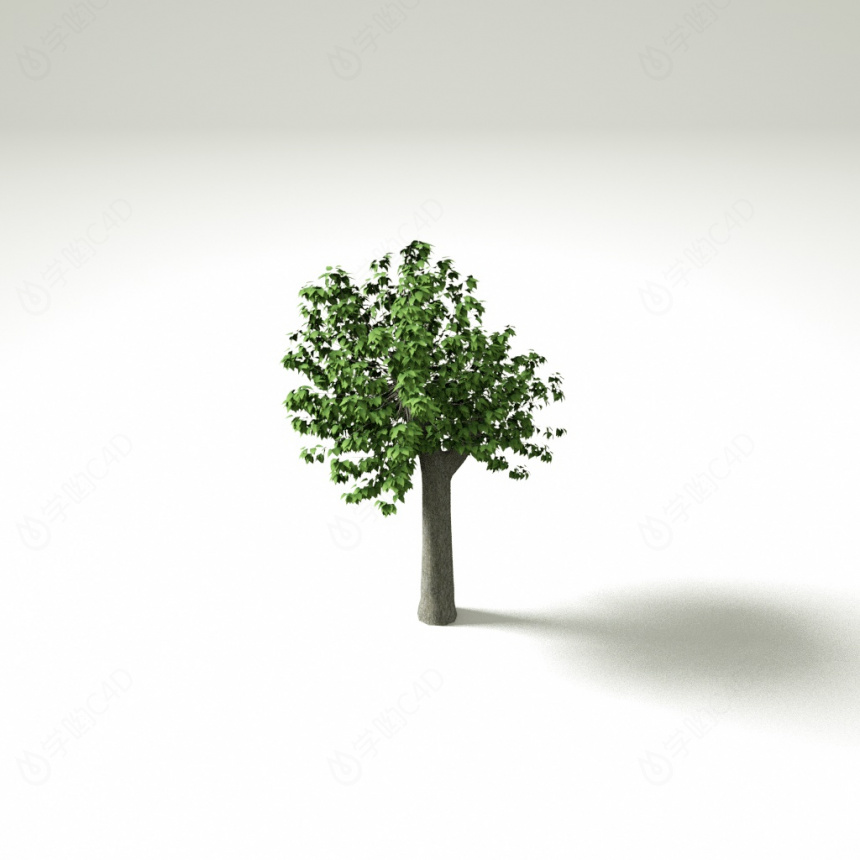 植物绿植树木大树杨树C4D模型