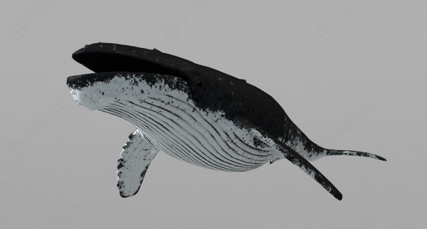  海洋动物大型哺乳动物鲸鱼C4D模型