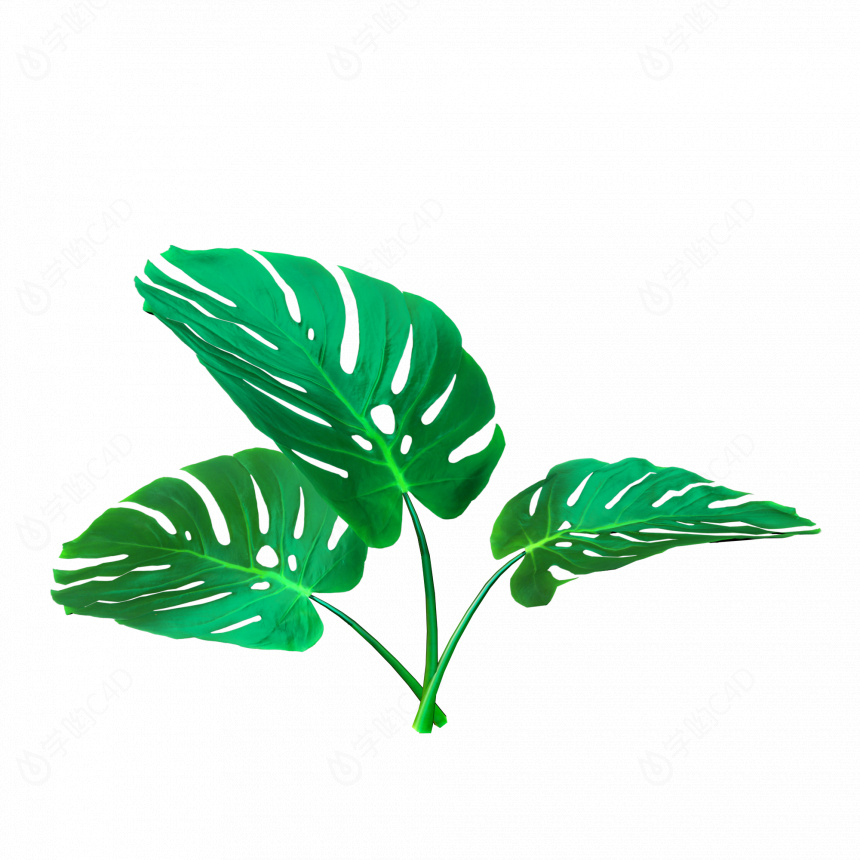 立体龟背叶绿色植物C4D模型