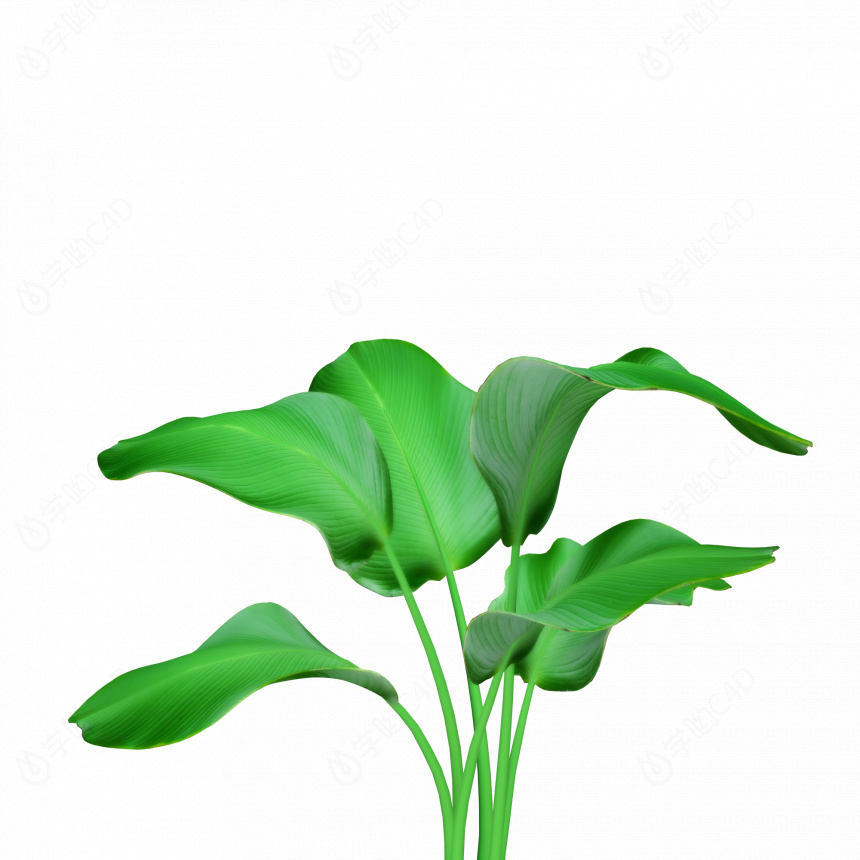立体绿色植物C4D模型