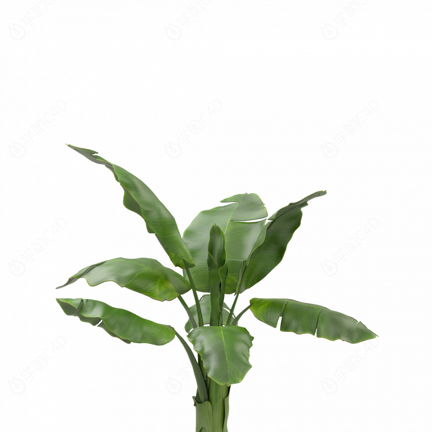 立体绿色大叶植物C4D模型