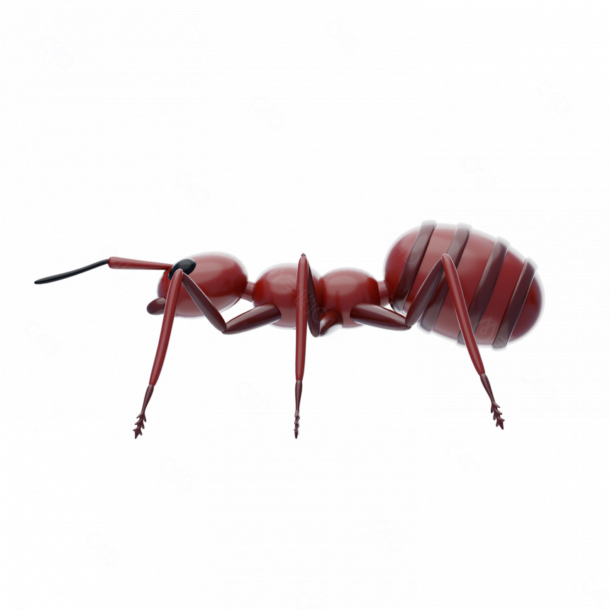 立体红蚂蚁C4D模型