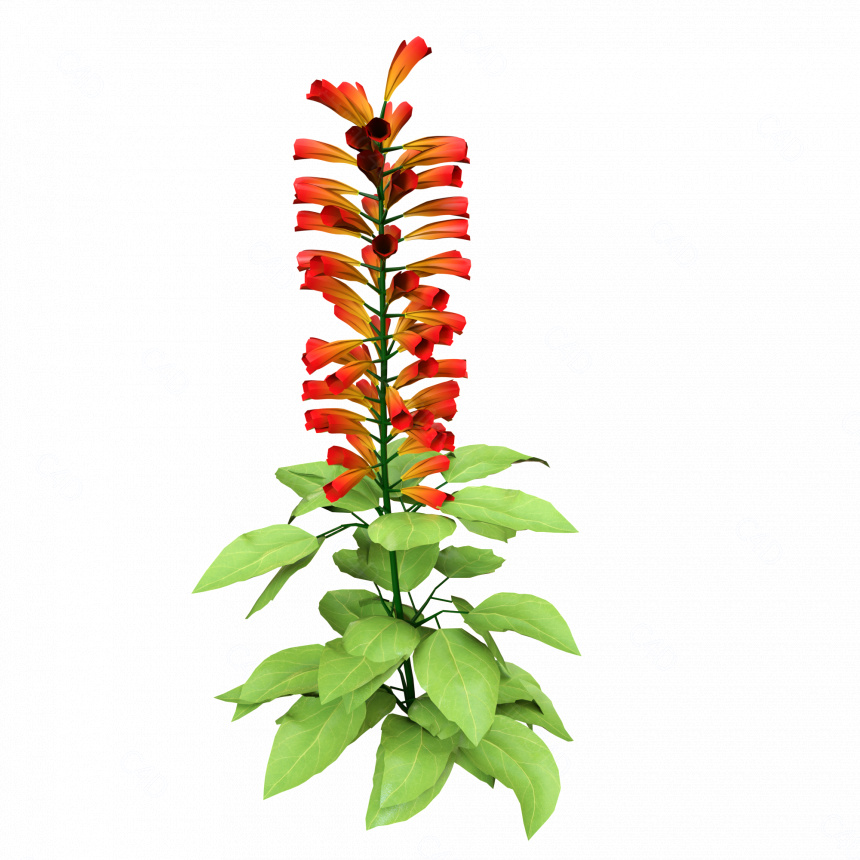 立体红色花朵花卉植物C4D模型