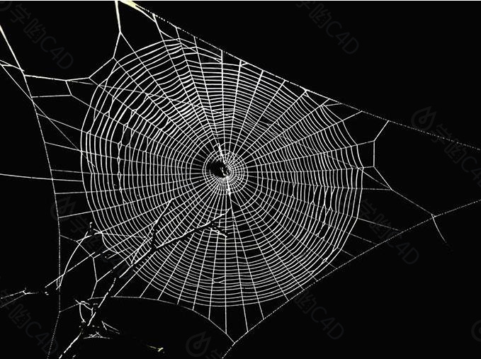 快速创建蜘蛛网教程（二）AEscripts SpiderWeb 1.21C4D
