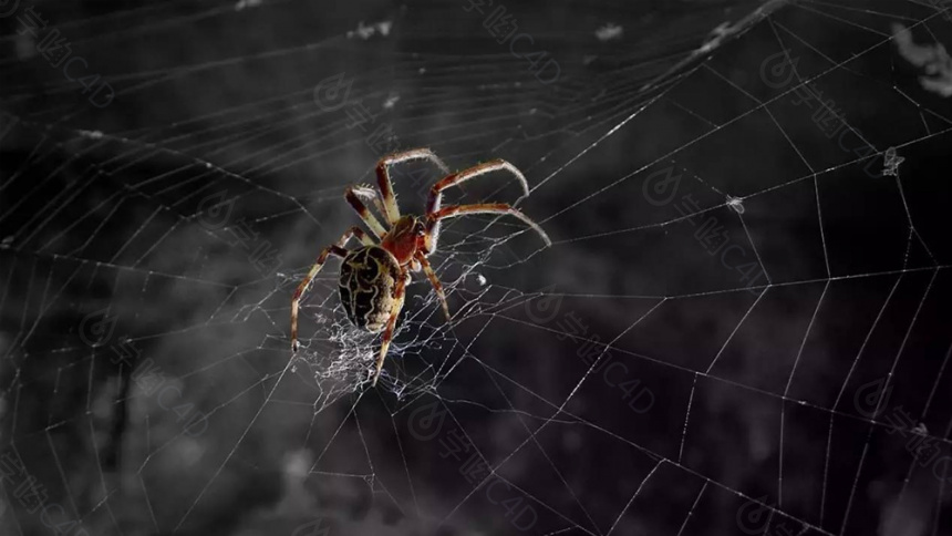 快速创建蜘蛛网教程（一）AEscripts SpiderWeb 1.21C4D