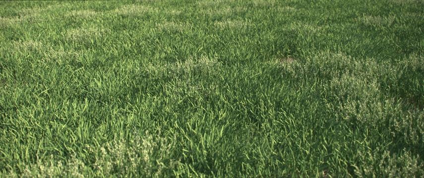 C4D预设 写实花草植物模型预设包 VIZPARK Real Grass for Cinema4D MUS3